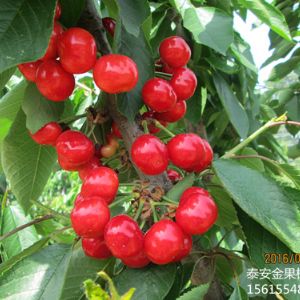 岱红樱桃苗品种介绍