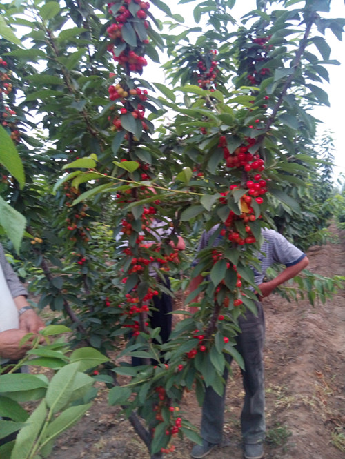 吉塞拉矮化樱桃苗栽植方式和方法