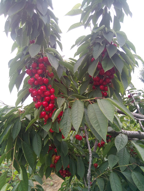 吉塞拉矮化樱桃苗栽植方式和方法