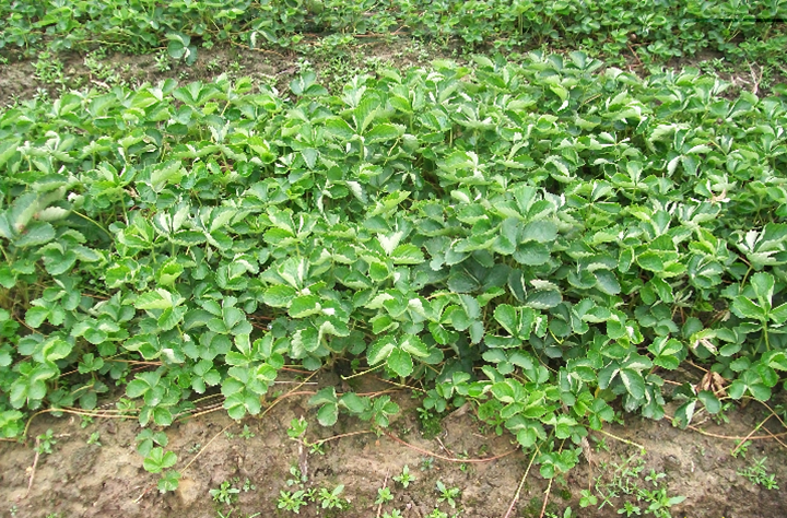红颜，章姬，妙香七号草莓苗大棚种植技术