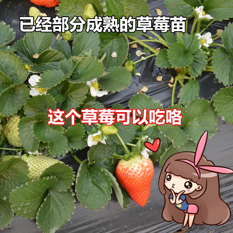 红颜，章姬，妙香七号草莓苗大棚种植技术