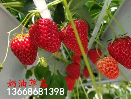 章姬草莓苗品种介绍