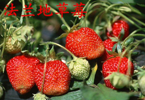 甜查理草莓苗品种介绍