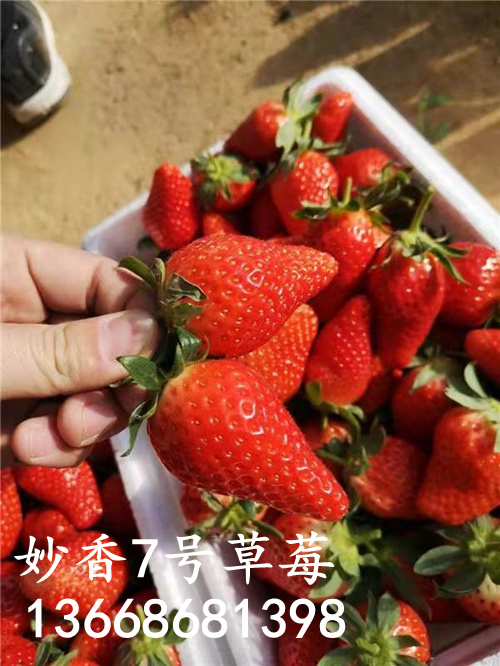 妙香7号草莓苗品种介绍