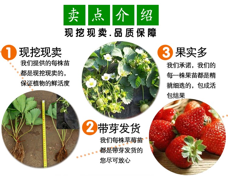 草莓苗品种介绍