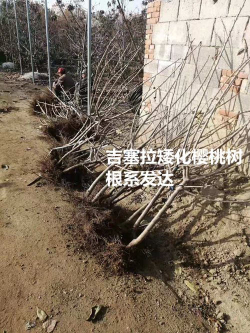 吉塞拉矮化樱桃树