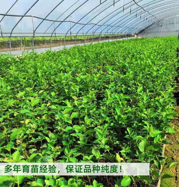 鲁樱3号樱桃苗品种介绍