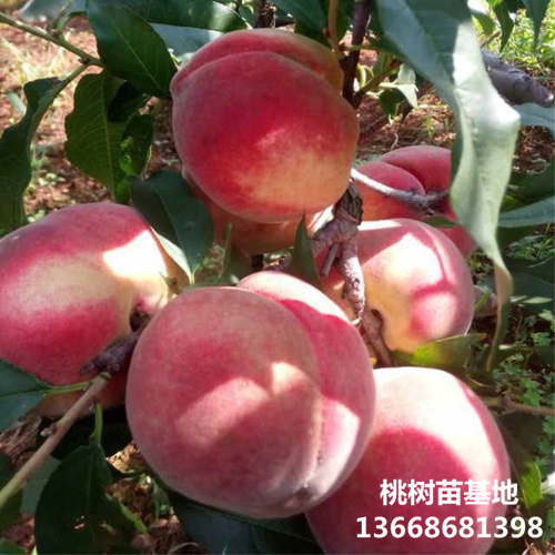 戳我试试