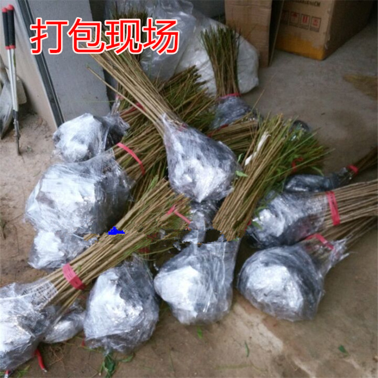 戳我试试