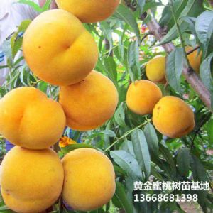 黄金蜜桃品种介绍