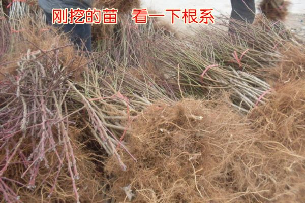 秋彤桃，桃树苗，秋彤