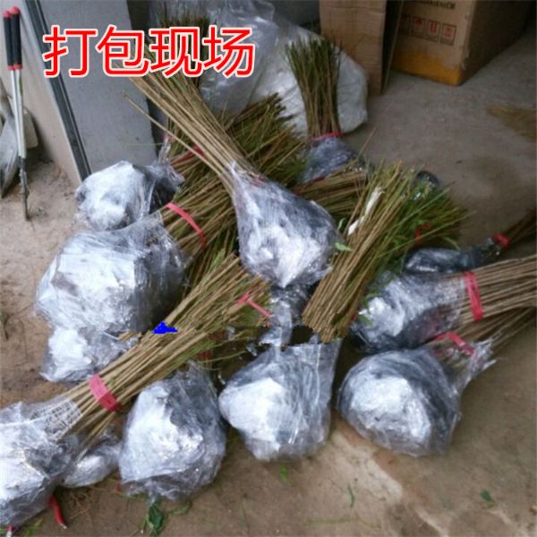 秋彤桃树苗品种介绍