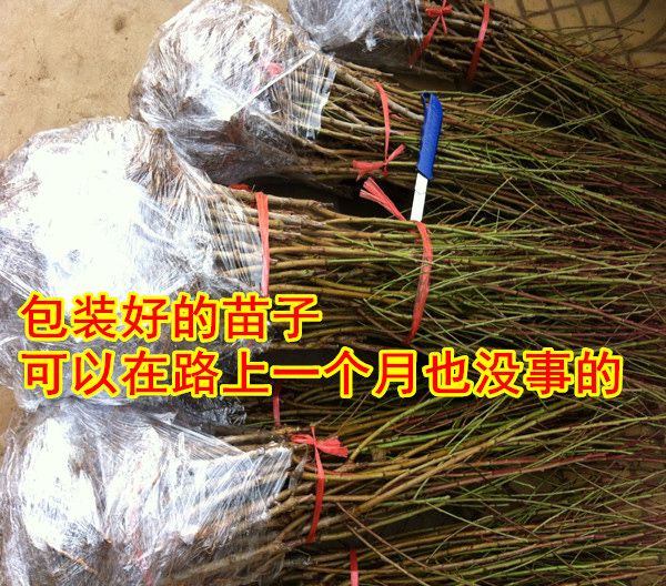 黄金蜜桃，黄金蜜4号，黄桃，黄金蜜桃品种介绍