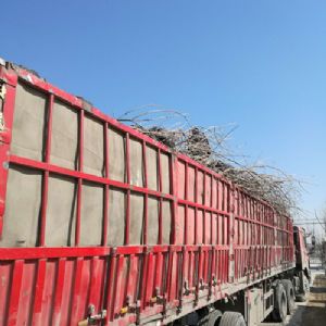 大樱桃树苗装车发货