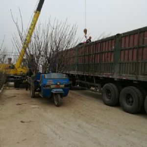 2020年吉塞拉矮化樱桃树苗装车现场