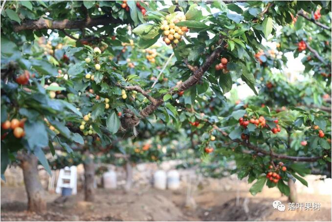 如何吃上质优国产车厘子系列——提高设施甜樱桃花芽质量