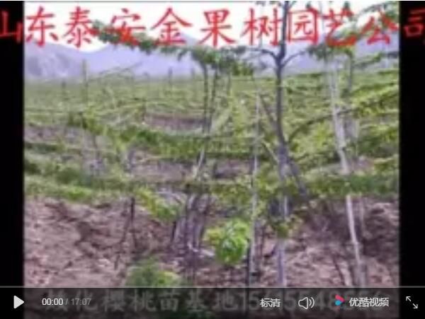 吉塞拉樱桃苗种植技术与修剪方法【视频】
