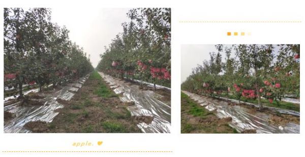 专家各方位支招水肥一体化管理